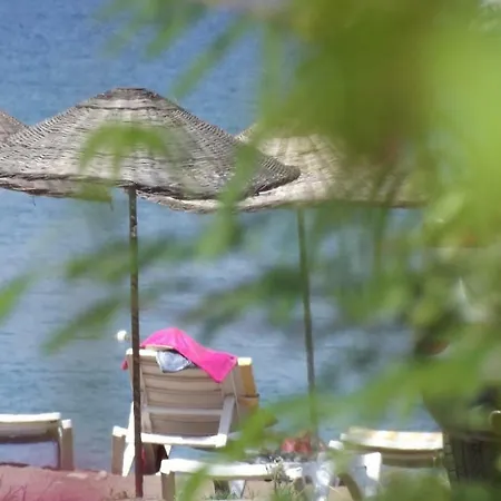 Zebu * アドラサン