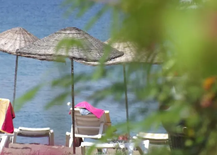 Zebu * アドラサン